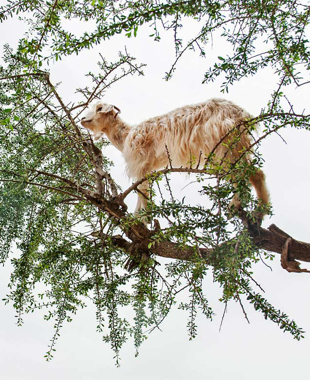 Goat stranded in tree